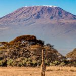 a giraffe standing in a field with a mountain in the background