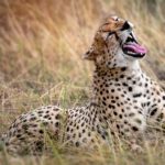 cheetah resting on grasses