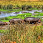 brown rhinoceros on green grass field near river during daytime