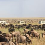 herd of elephants on green grass field during daytime
