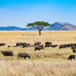 herd of black and brown animal on brown grass field during daytime