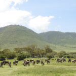 herd of horses on green grass field during daytime