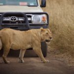 brown lioness on brown field during daytime