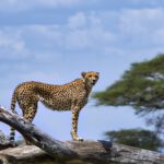 cheetah on brown wooden log under blue sky during daytime