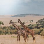 two giraffes standing on brown plants