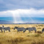 five black and white zebras