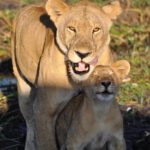 brown lioness