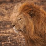 brown lion