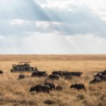 white SUV passing through herd of buffaloes during daytime