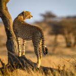 cheetah on brown grass during daytime