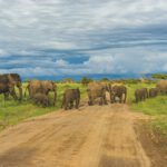 bunch of mammoth walking across road